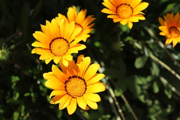 Uno Una Pequeña Planta Pastizales Con Disco Amarillo Luces Blancas —  Fotos de Stock