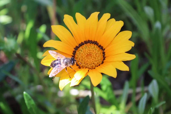 Una Piccola Pianta Erbosa Con Disco Giallo Luci Bianche — Foto Stock