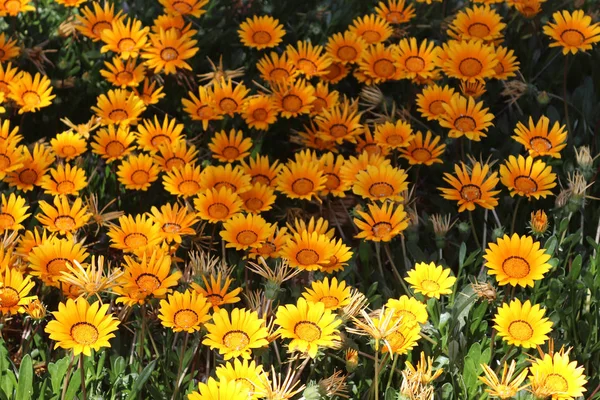 Uno Una Pequeña Planta Pastizales Con Disco Amarillo Luces Blancas —  Fotos de Stock