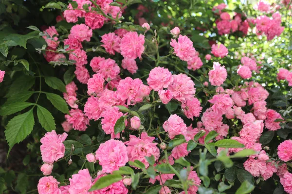 Bir gül ağacı çiçek açan güller