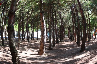 Bol ağaç ve temiz hava