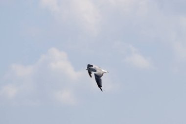 Martı havada uçuyor.