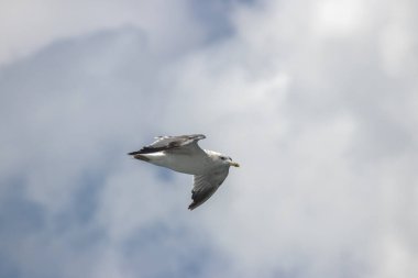 Martı havada uçuyor.
