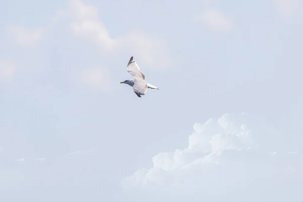 Seagull Flying Air — Stock Photo, Image