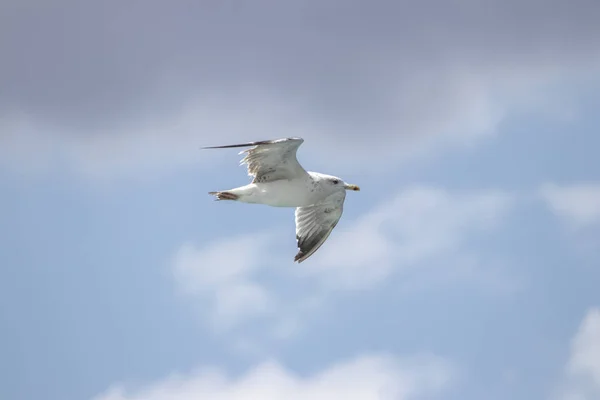 空を飛ぶカモメ — ストック写真