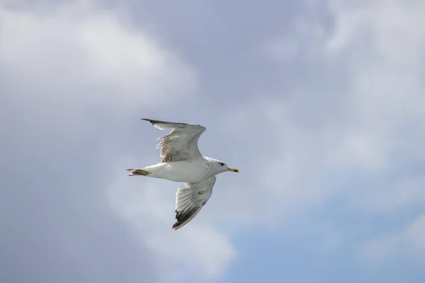 Mouette Volant Dans Les Airs — Photo