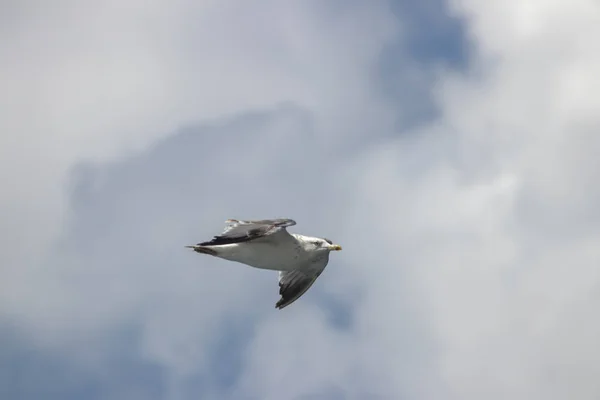 Seagull Flying Air — Stock Photo, Image