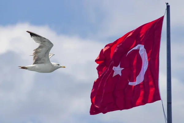 Turkish Flag Waving Sky Seagull — Stock Photo, Image