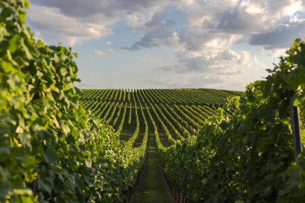 vineyards in Rheinhessen during sunset