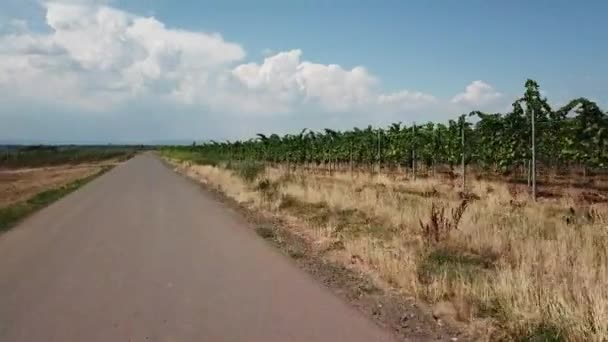 Виноградники Закате — стоковое видео