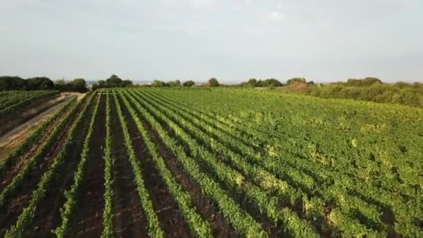 Images Aériennes Des Vignobles — Video