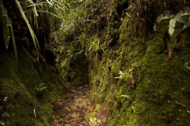 arvi park dağ orman içinde iz