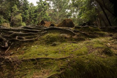 arvi park dağ orman içinde iz