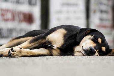 tembel köpek - uyuyan sokak köpek