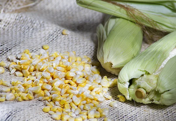 COB ve sarı mısır taneleri fique arka plan-zea mays üzerinde