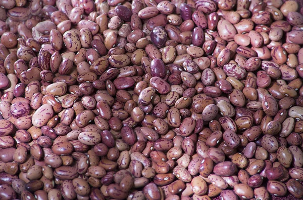 Phaseolus vulgaris kızılcık grubu - fasulye çeşitli uribe pembe