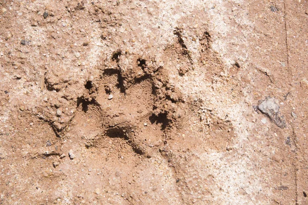 Las Huellas Distorsionadas Del Perro Suelo Barro — Foto de Stock