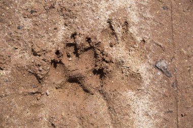 Çarpık ayak izleri kat çamur içinde üstünde belgili tanımlık köpek
