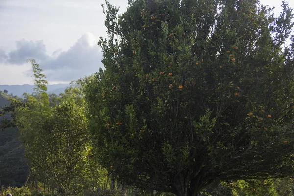 Olgunlaşmış meyve ile mandalina ağacı. Mandalina ağacı. Mandalina. Dal taze olgun mandalina ve yaprakları resim. Satsuma ağacı resmi, yumuşak odak. Portakal.-narenciye reticulata