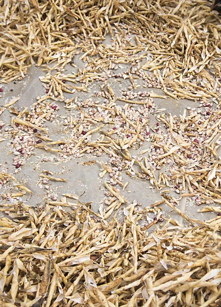 ham fasulye Phaseolus vulgaris kızılcık fasulye fasulye-grubu