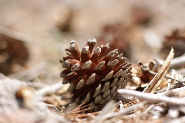 Çam yaprağı ve doğal çevre şube