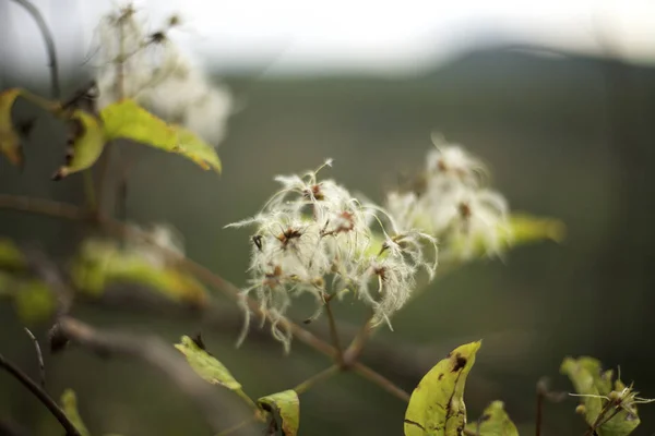Pamuk bitki meyve bahçesinde