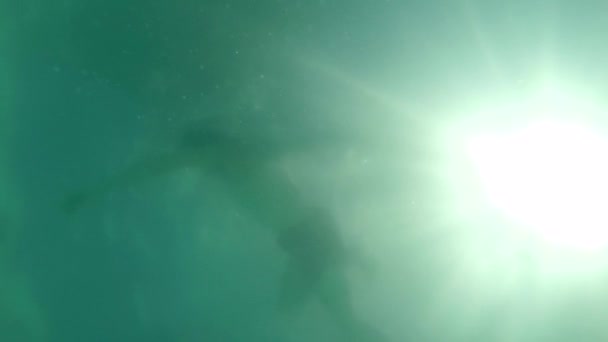 Hermosas Imágenes Joven Nadando Piscina — Vídeo de stock
