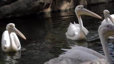 Valencia, İspanya, Mayıs 2018: Pelikan bir göl Hayvanat Bahçesi