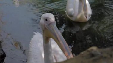 Valencia, İspanya, Mayıs 2018: Pelikan bir göl Hayvanat Bahçesi