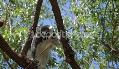 Valencia, İspanya, Mayıs 2018: Ring-tailed lemur tırmanma ağaç Hayvanat Bahçesi
