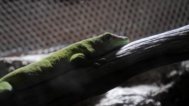 Valência Espanha Maio 2018 Jardim Zoológico Gecko Madagascar — Vídeo de Stock