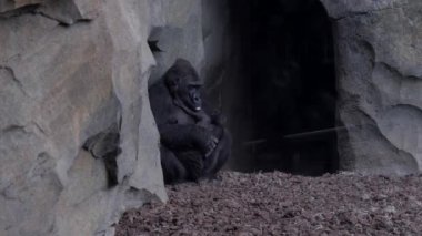 Valencia, İspanya, Mayıs 2018: Batı kıyısında goril anne ile bebeği geri onun Hayvanat Bahçesi