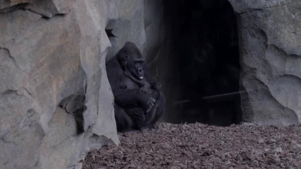 Valencia Spanya Mayıs 2018 Batı Kıyısında Goril Anne Ile Bebeği — Stok video