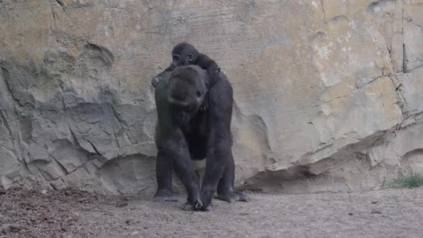 Valencia España Mayo 2018 Madre Gorila Costa Occidental Con Bebé — Vídeo de stock