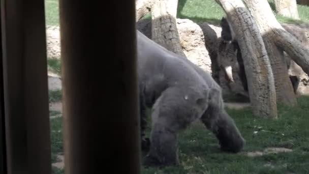 발렌시아 스페인 2018 동물원 서해안 고릴라 — 비디오
