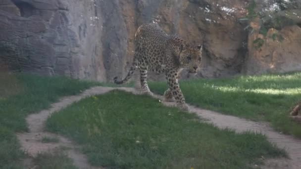 Valencia Spanien Mai 2018 Leopard Markiert Revier Mit Urinzoo — Stockvideo