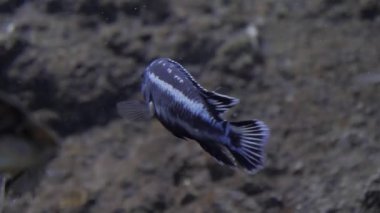 Nehir balığı ile birlikte diğer balık yemek