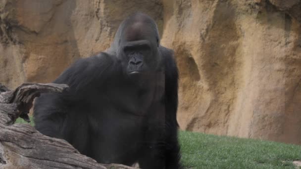Valencia Spanya Mayıs 2018 Batı Kıyısında Erkek Goril Hayvanat Bahçesi — Stok video