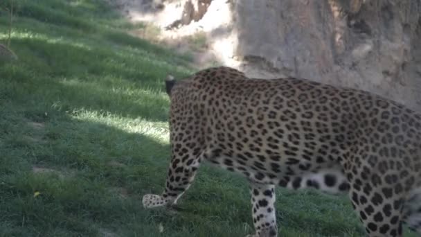 Valencia Spanien Mai 2018 Leopard Markiert Revier Mit Urinzoo — Stockvideo