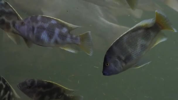 Floden Fiskätande Tillsammans Med Andra Fiskar — Stockvideo