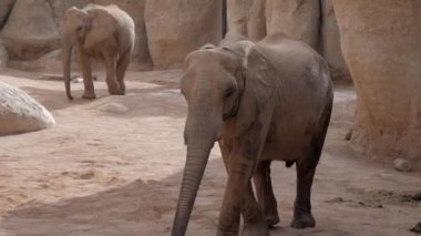 Valencia, İspanya, Mayıs 2018: filler Hayvanat Bahçesi sürüsü