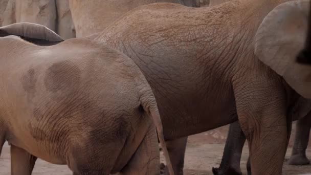 Valencia Spanje Mei 2018 Kudde Olifanten Dierentuin — Stockvideo