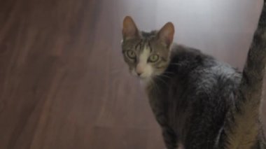 Kedi kameraya bekledikten görünüyor