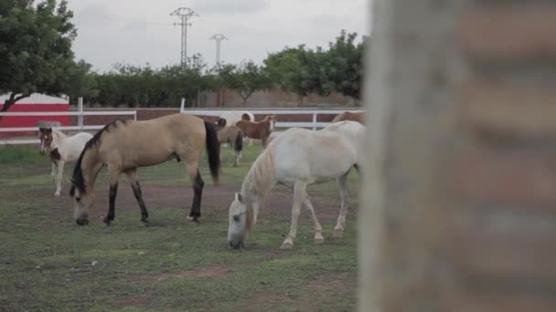 Cavalo Marrom Preto Cavalo Branco Comendo Grama — Vídeo de Stock