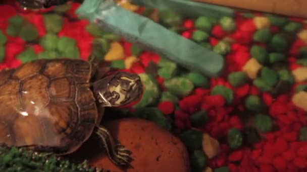 Мелкая Черепаха Домашнем Аквариуме — стоковое видео