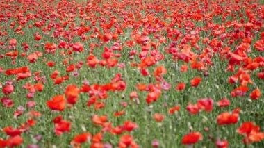 Haşhaş yaz aylarında güzel alan