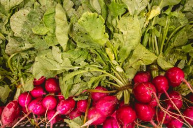 Valensiya orchard üzerinden taze turp