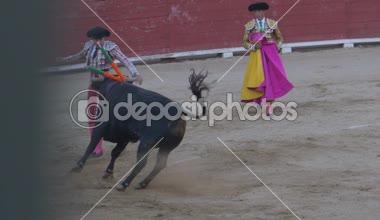 Requena, İspanya - 2 Eylül 2017: Boğa güreşçisi, işi ve boğa için hançerler çivileme banderillero