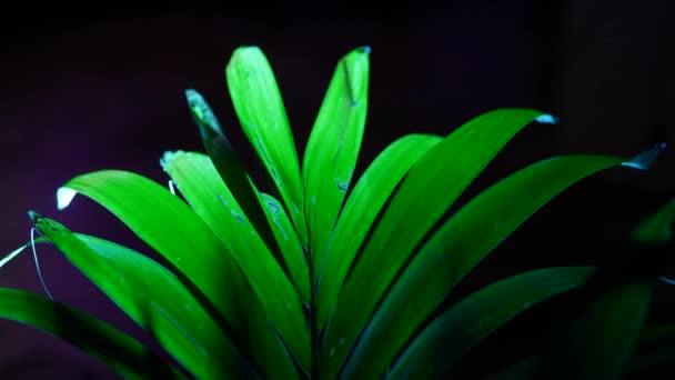 Φυτό Οπίσθιο Φωτισμό Μαύρο Φόντο — Αρχείο Βίντεο