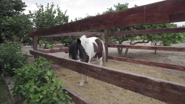 Pferd Pony Feldscheune — Stockvideo